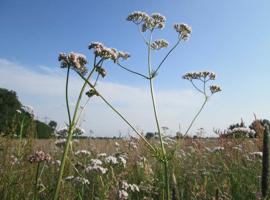 Valeriana officinalis