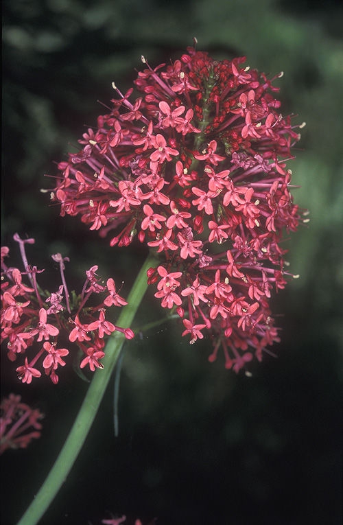 Valeriana rubra