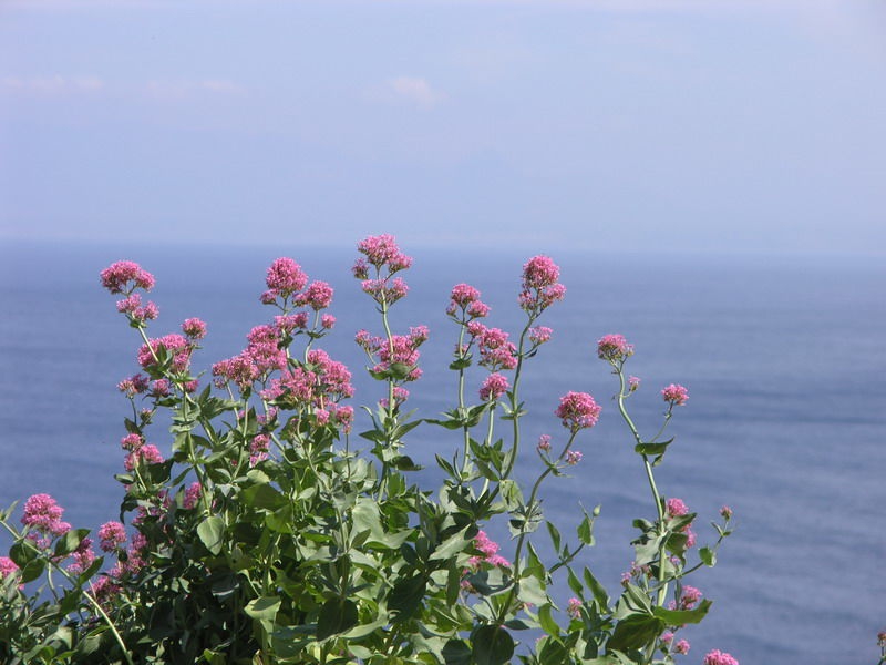 Valeriana rubra