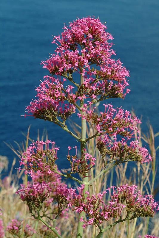 Valeriana rubra
