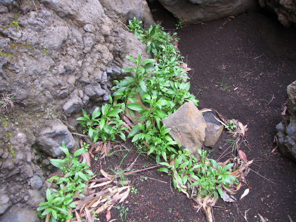 Valeriana rubra