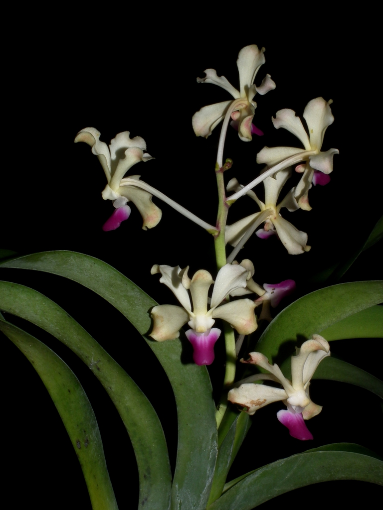Form