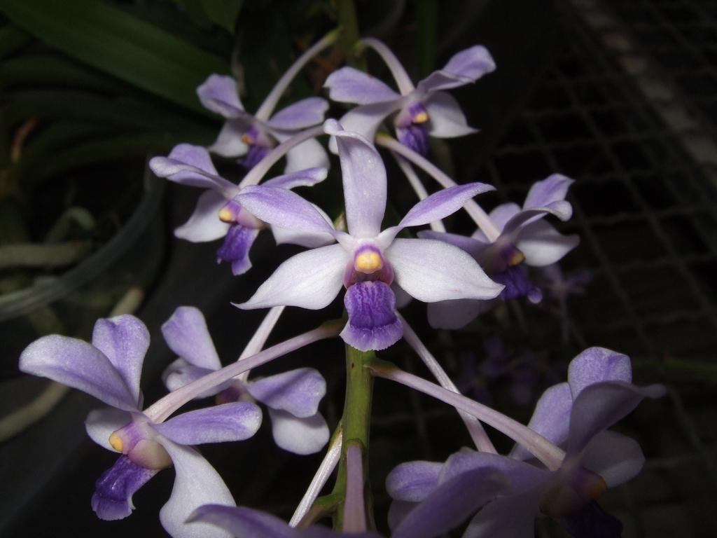 Form