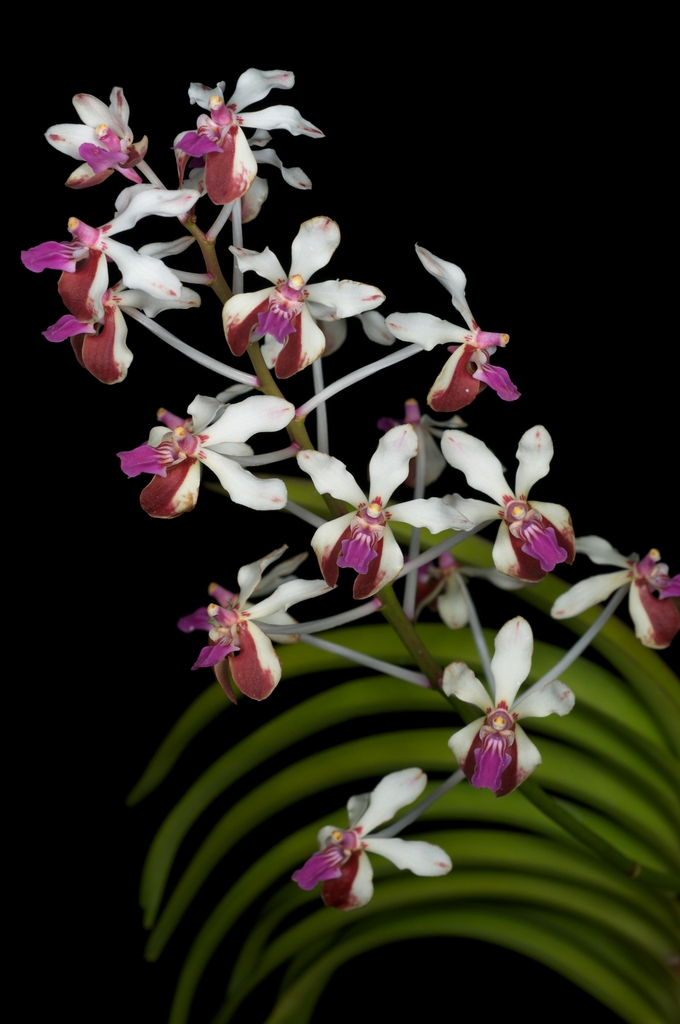 Form