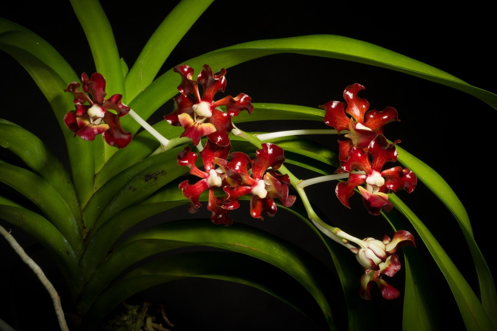 Form