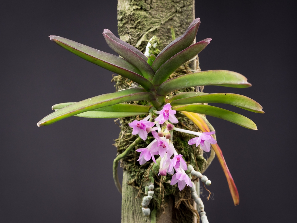 Form