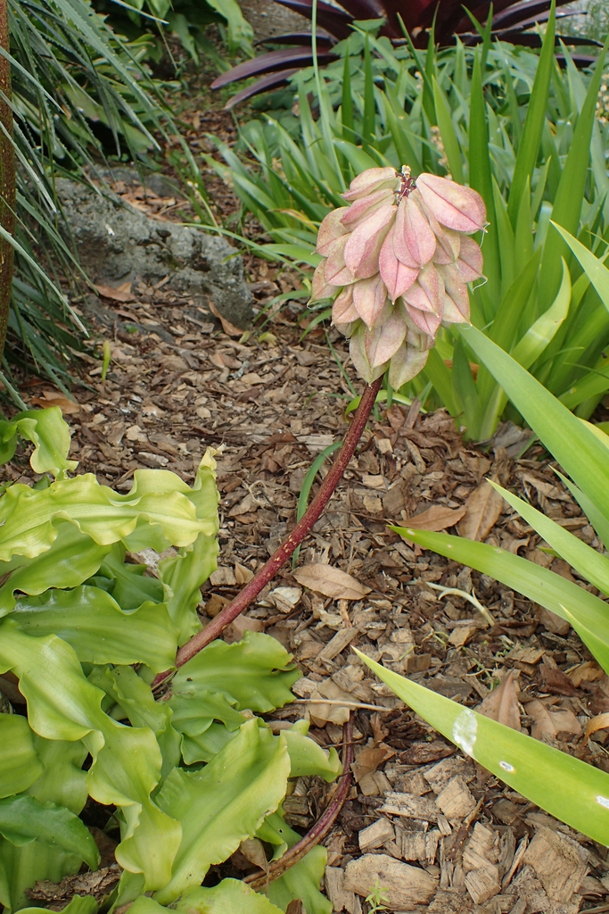Veltheimia bracteata