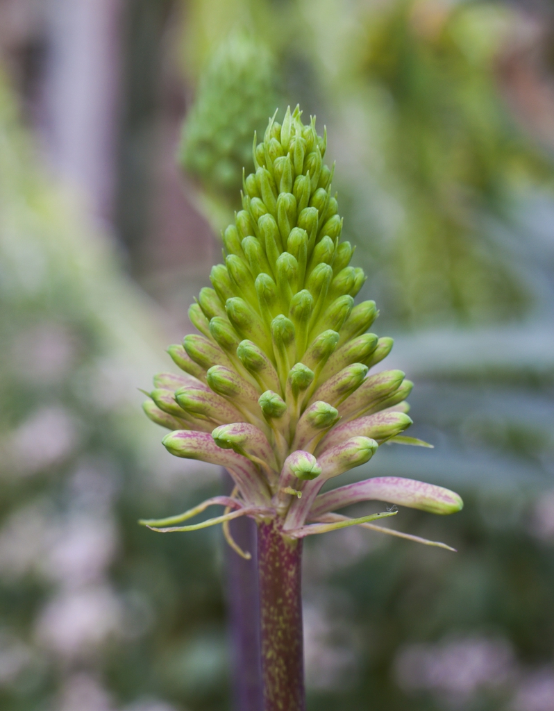 Veltheimia bracteata