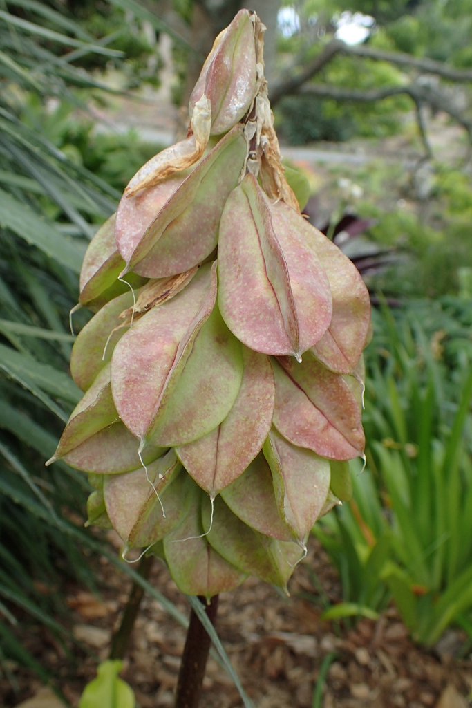 Veltheimia bracteata