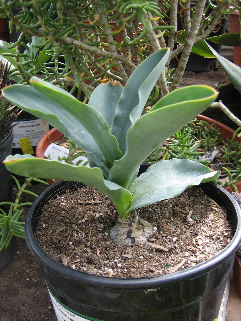 Veltheimia capensis