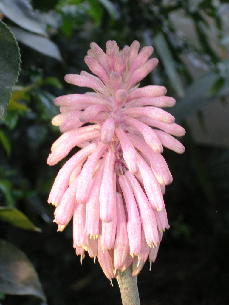 Veltheimia capensis