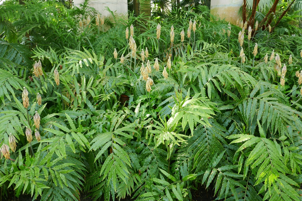 Veltheimia capensis