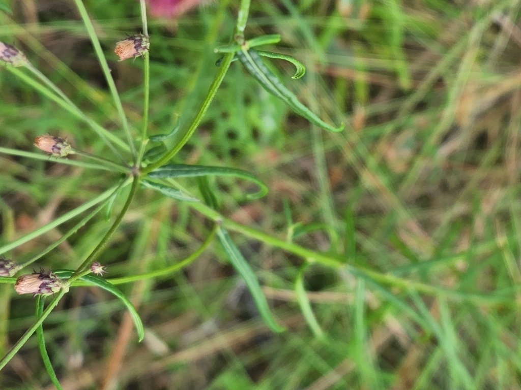 Narrow green leaves