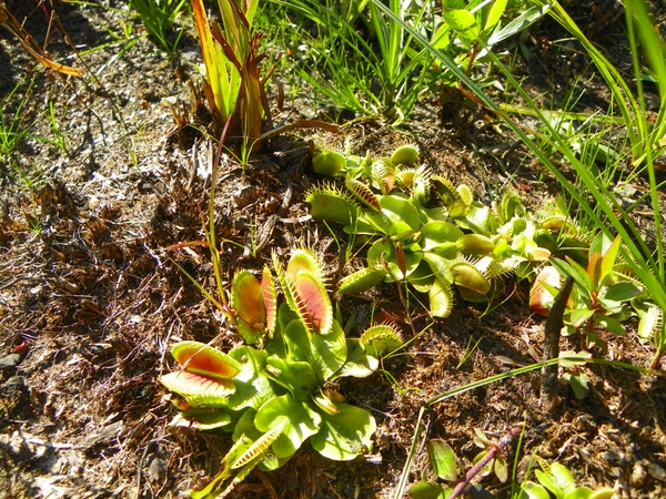 Rosettes of reddish trap leaves.