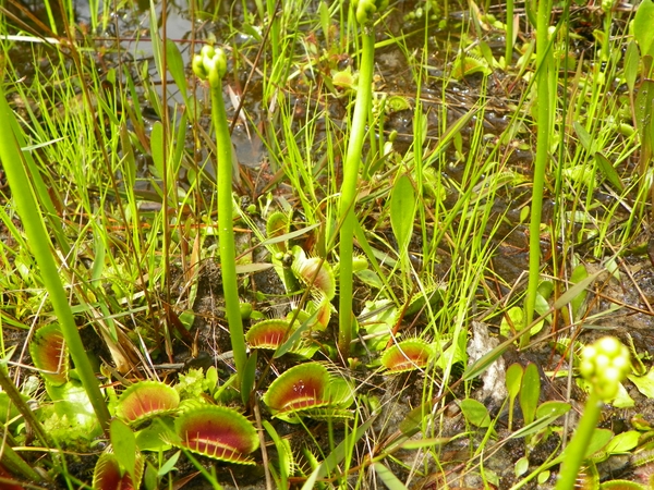 Rosettes of reddish trap leaves.