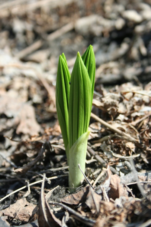 Veratrum viride