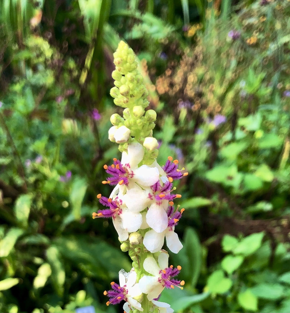 'Snowy Spires' - Flower - Aug. 8 - Wake Co., NC