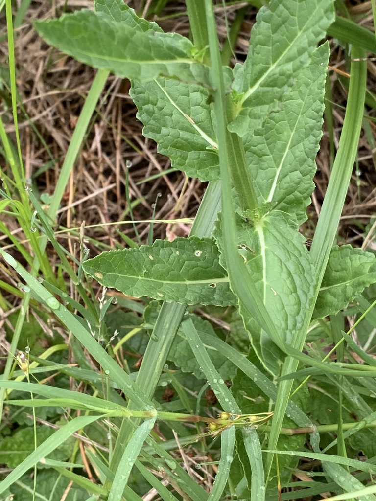 Leaves of V. blattaria