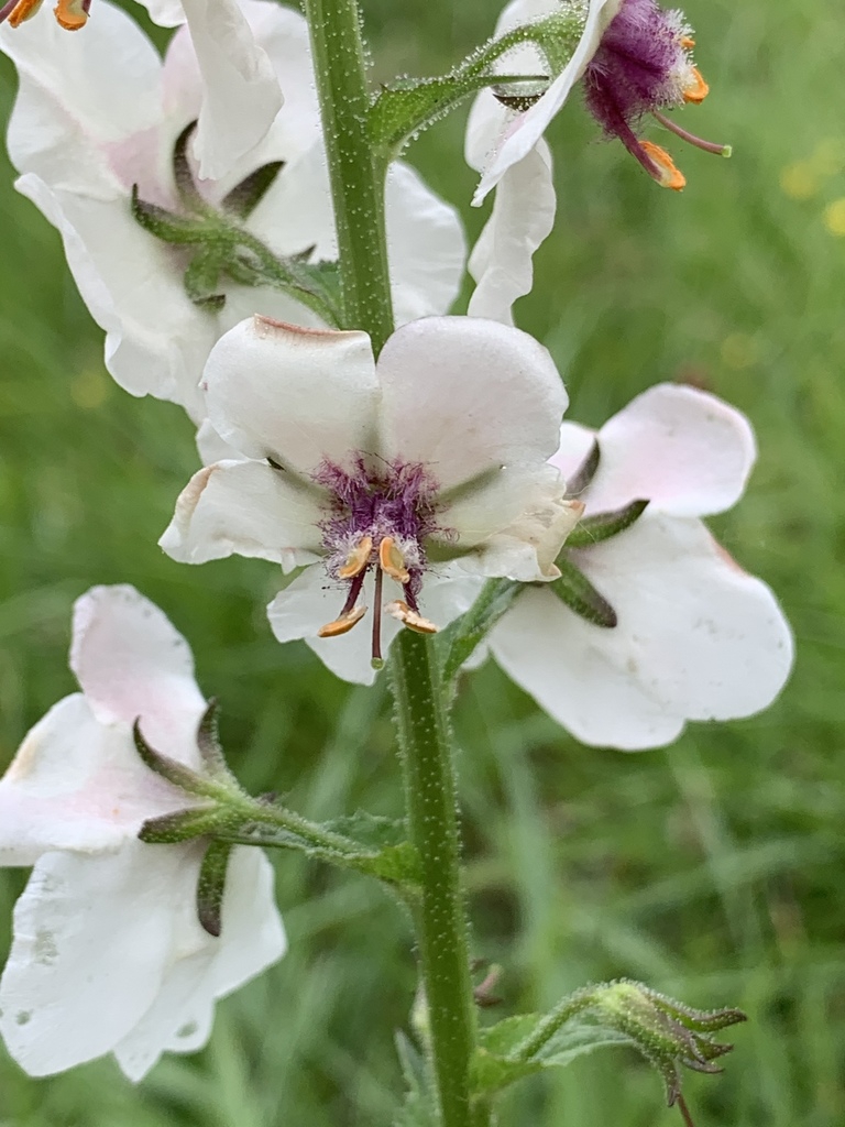Close up of flower V. blattaria