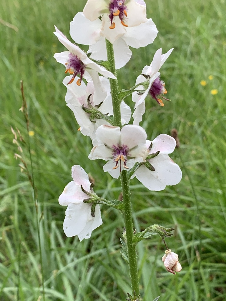 V. blattaria