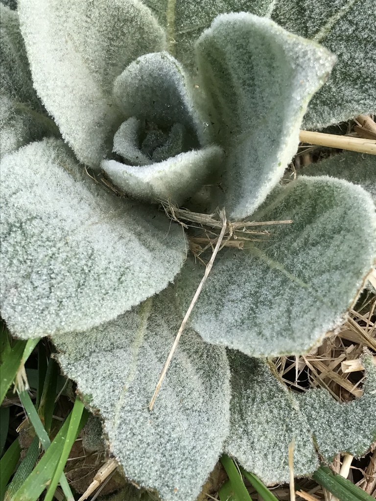 Leaf closeup
