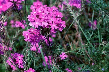 Verbena tenuisecta