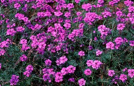 Verbena tenuisecta