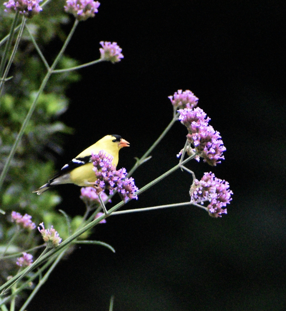 Goldfinches are attracted to the purple flower clusters