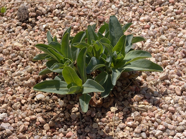 Spring growth