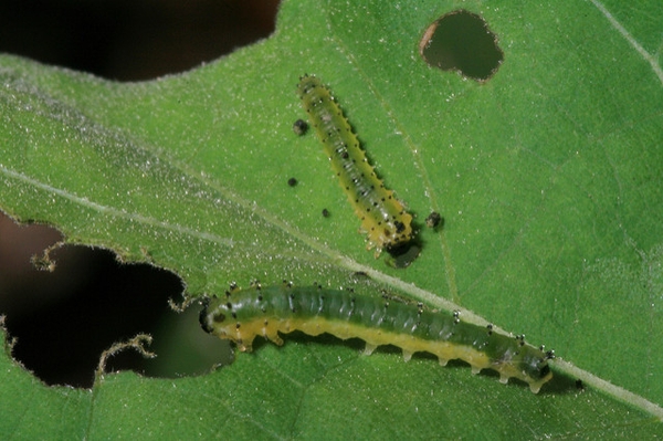 Caterpillars on leaves