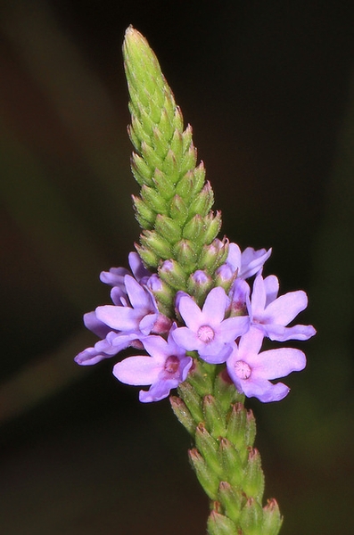 Close up of flower