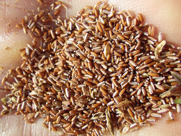 nutlets