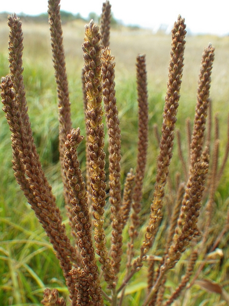 Fruit