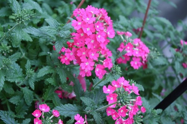 Verbena x hybrida
