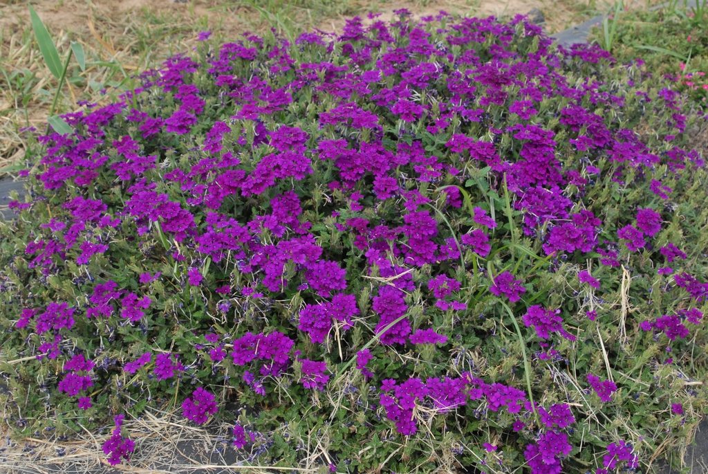 Verbena x Hybrida