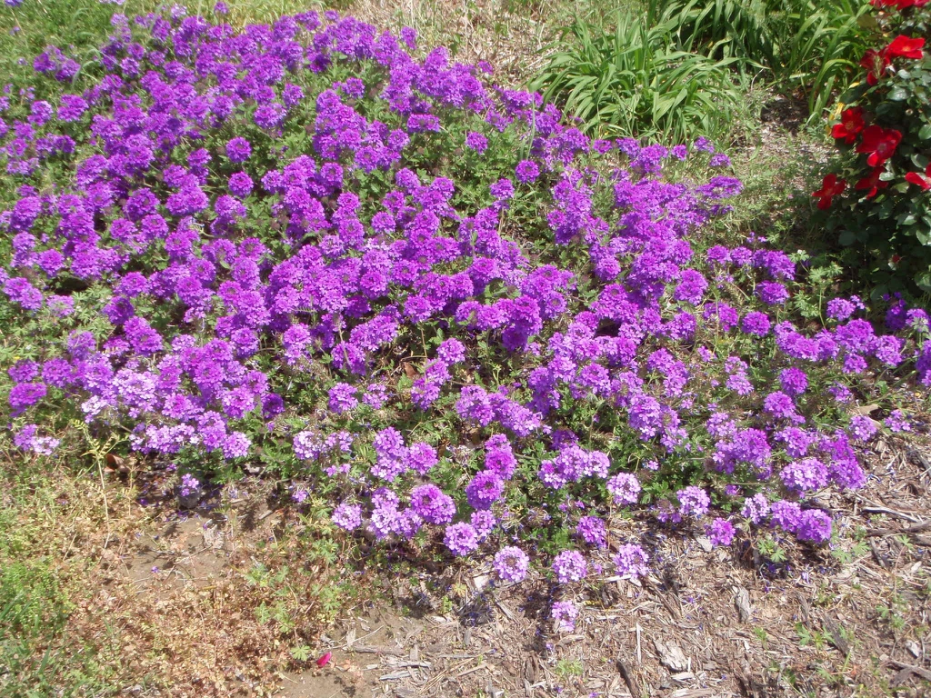 Verbena