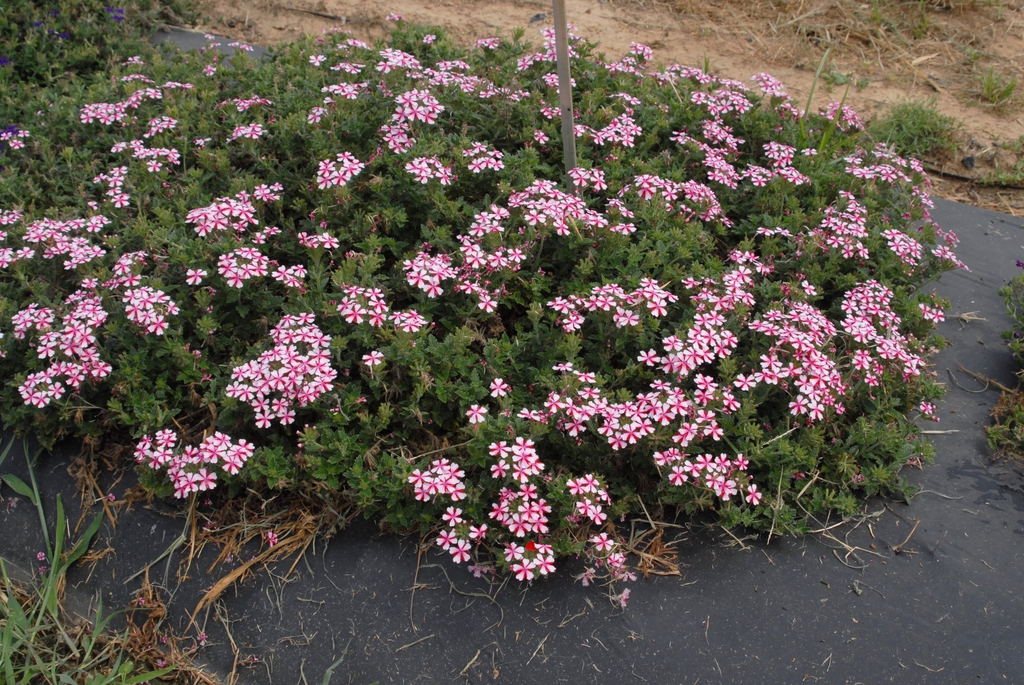 Verbena x Hybrida