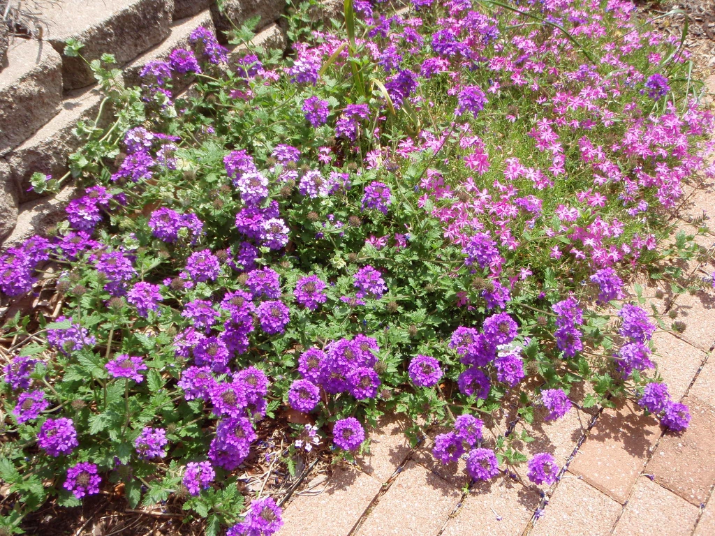 Verbena