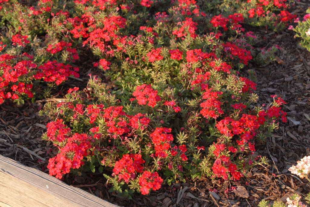 Verbena x Hybrida