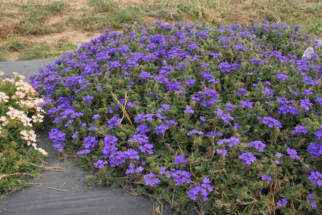Verbena x Hybrida