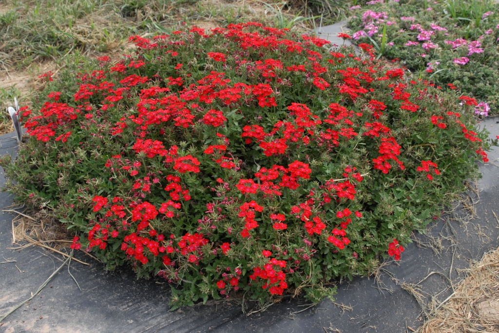 Verbena x Hybrida
