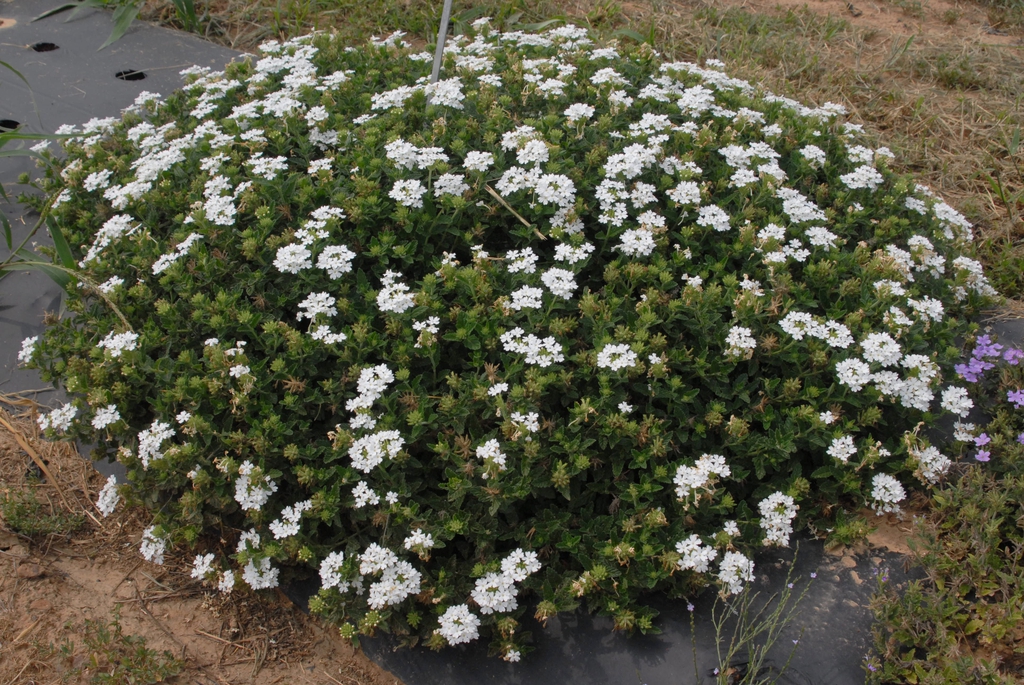 Verbena x Hybrida