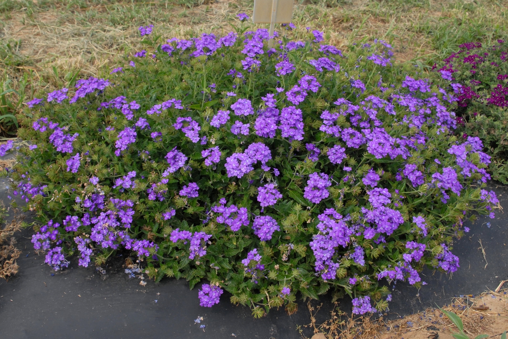 Verbena x Hybrida