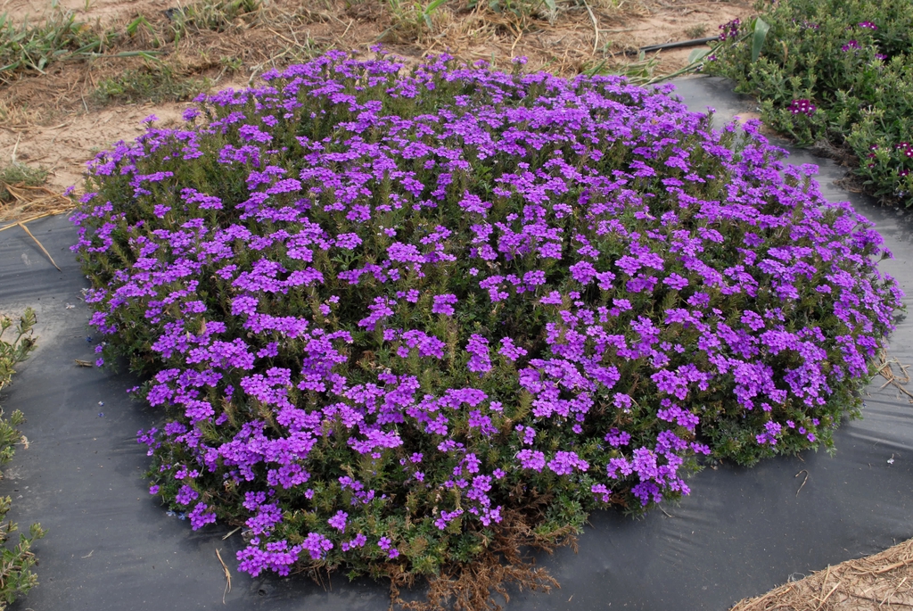Verbena x Hybrida