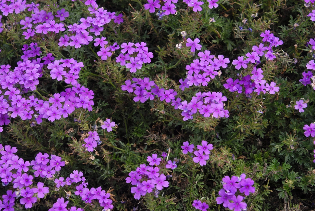 Verbena x Hybrida