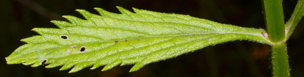 Leaf detail