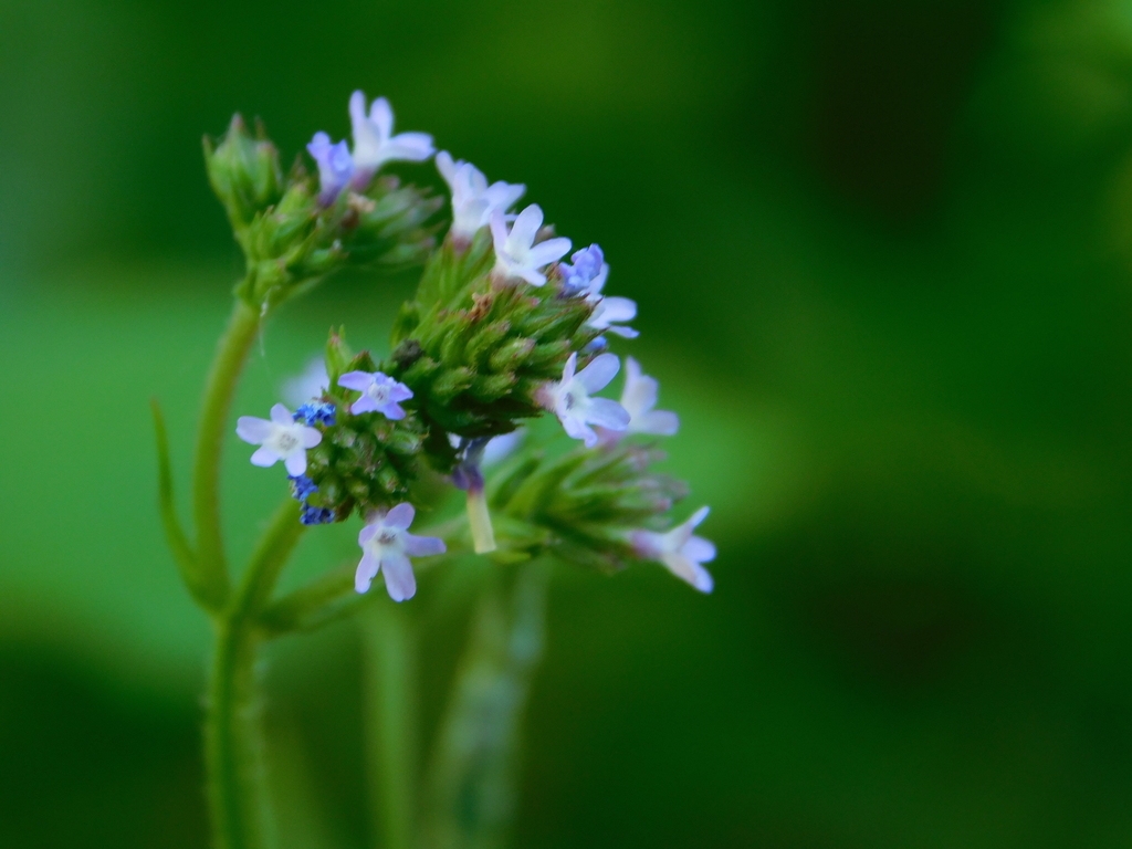 Flower detail