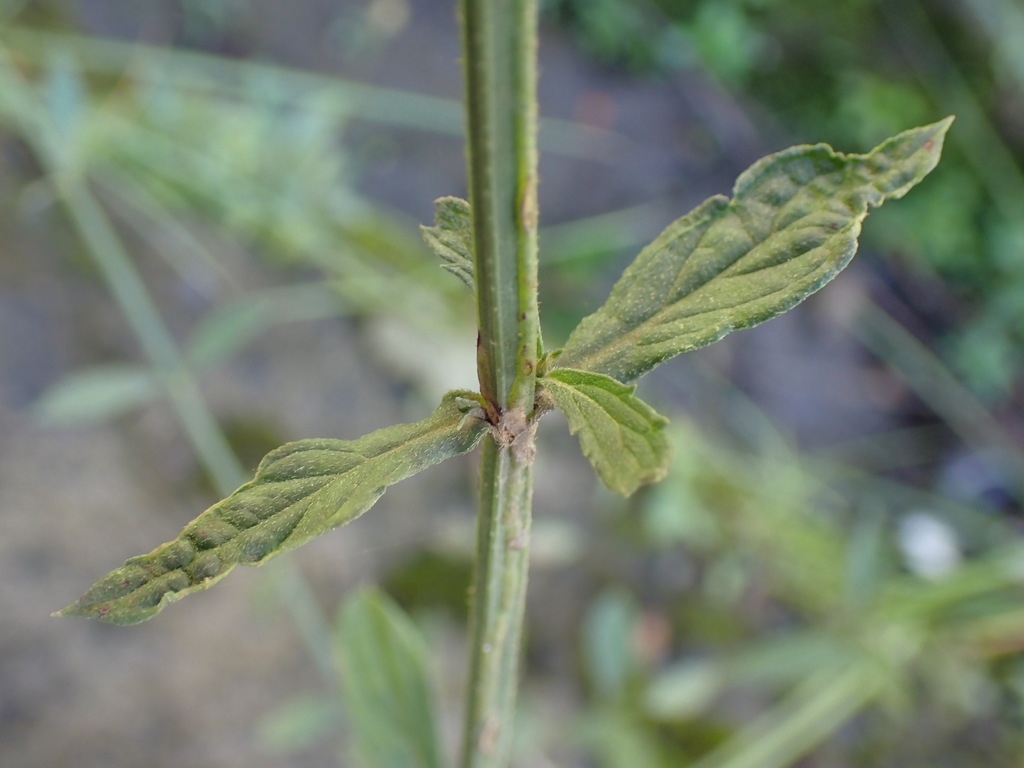 Stem and leaf attachment