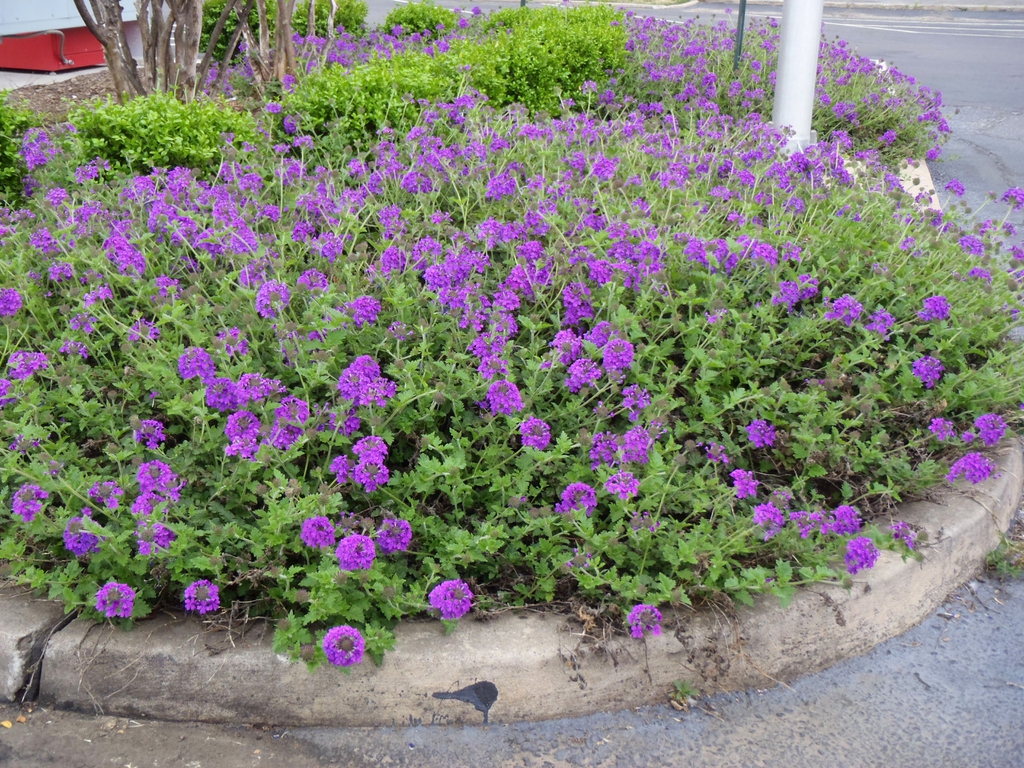 Verbena canadensis
