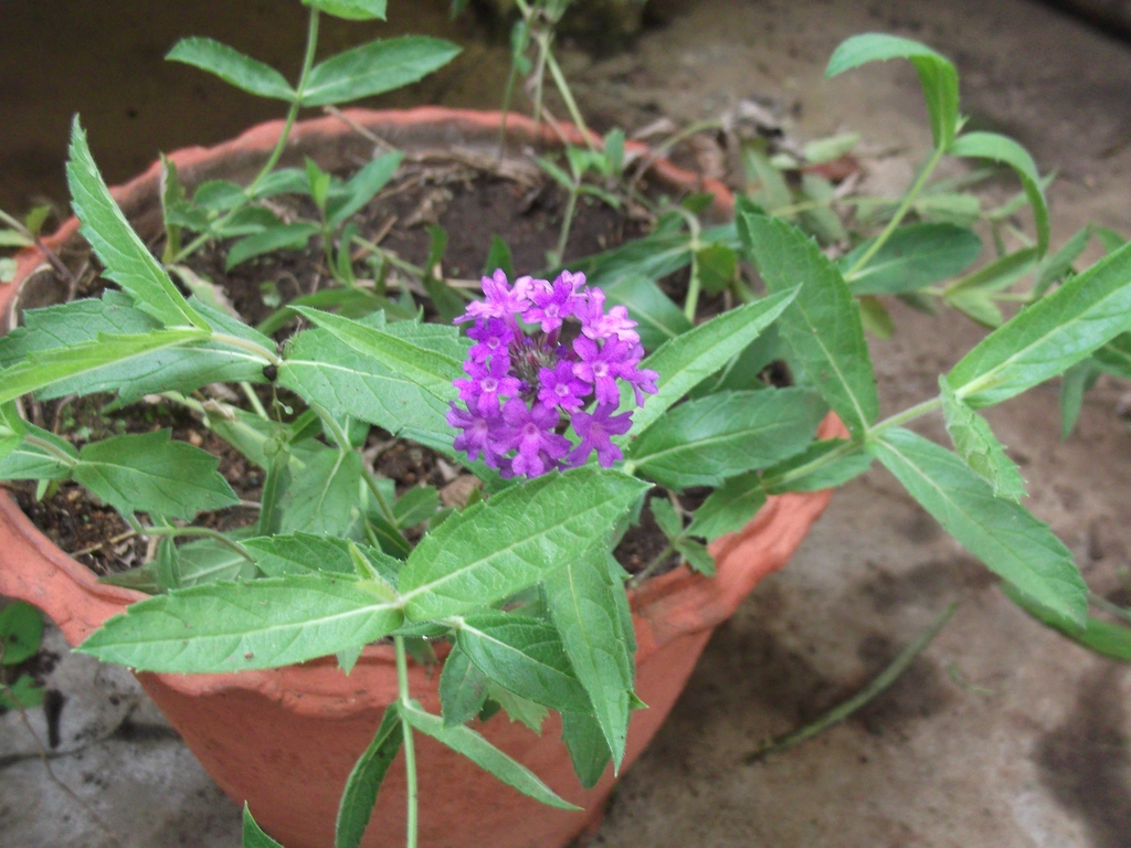 Verbena rigida